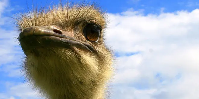 Datos curiosos de animales
