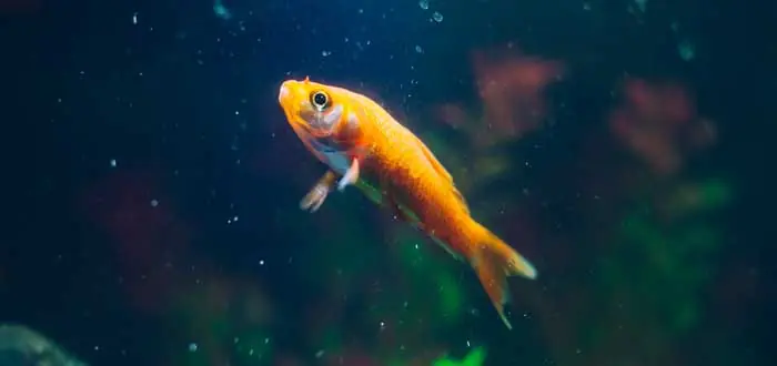 Absurdos datos sobre animales que no debes seguir repitiendo