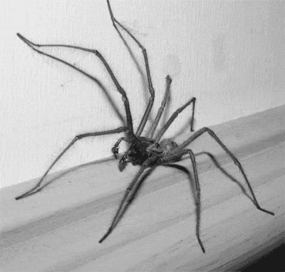 invertido