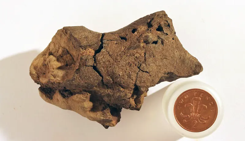El cerebro de dinosaurio de hace 133 millones de años