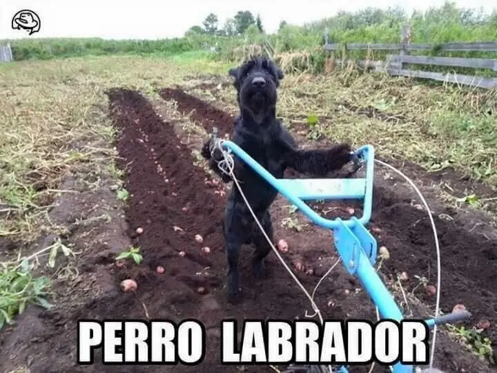 humor