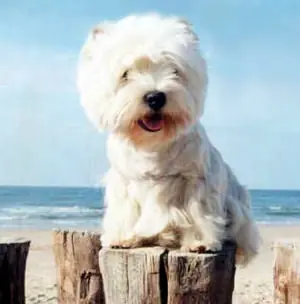 Dogs