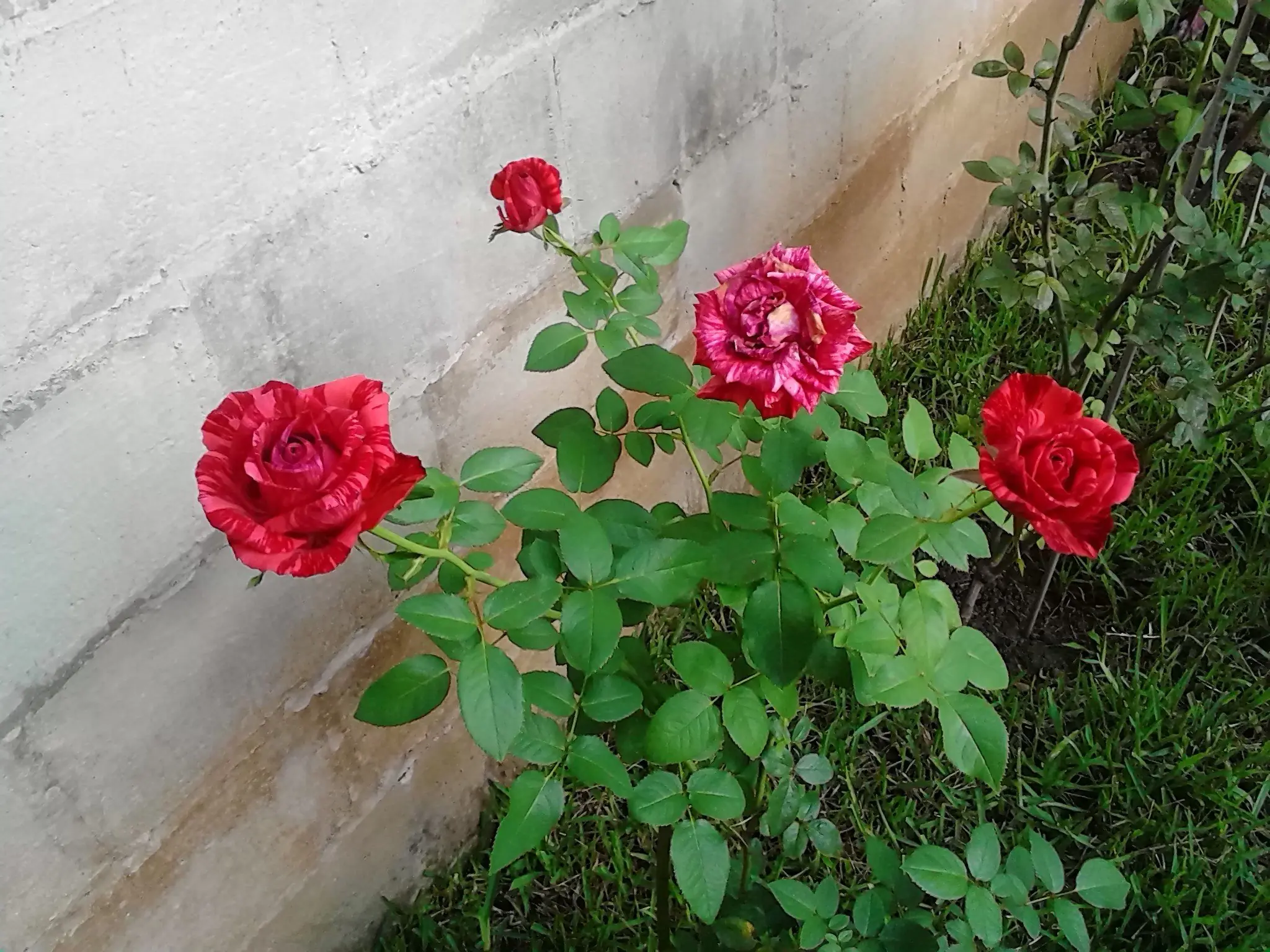 rosas