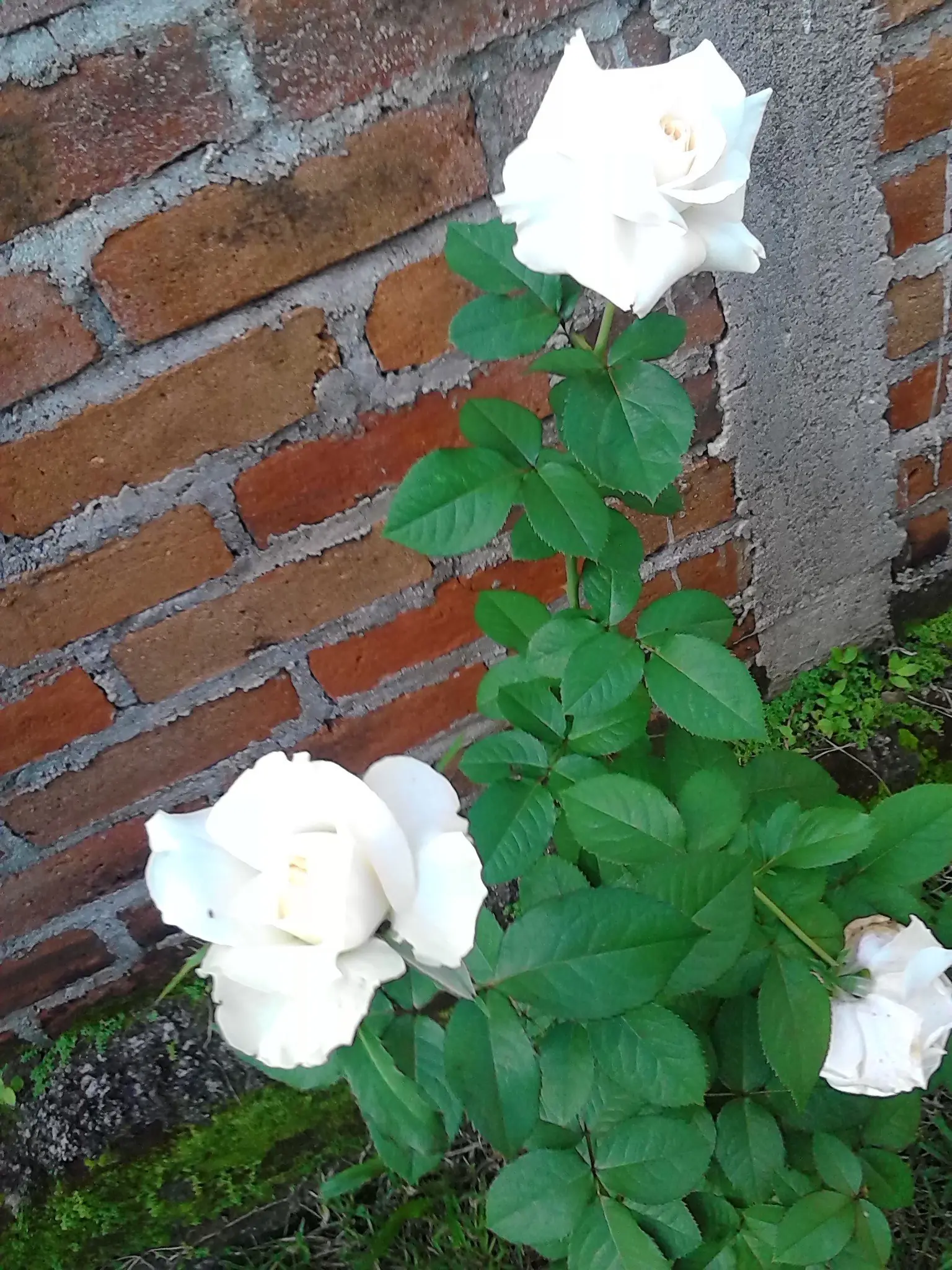 Y si hacemos top a mi jardin con