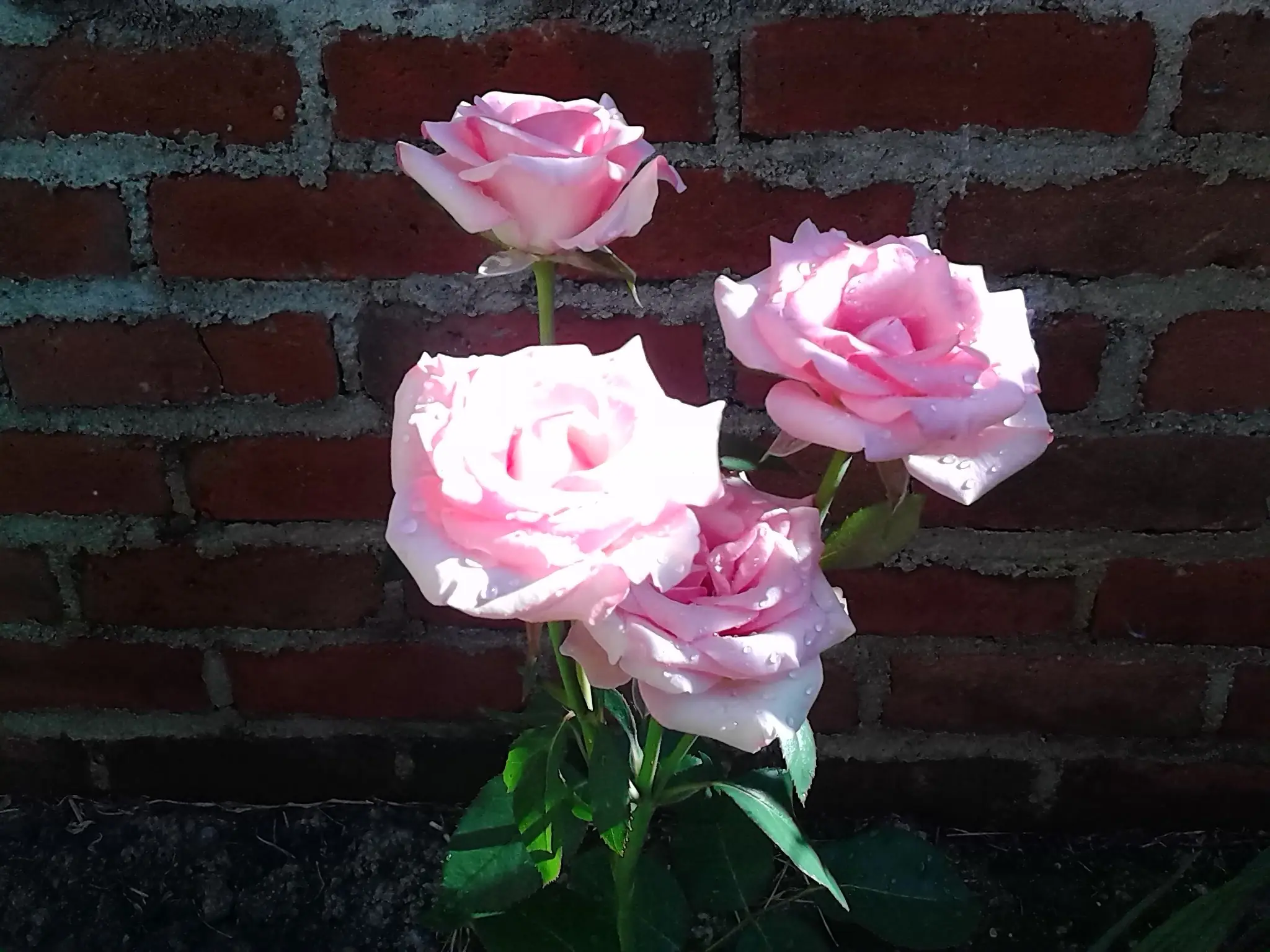 rosas