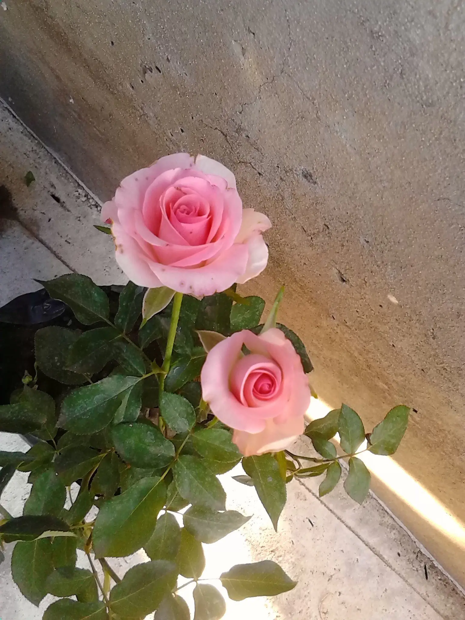 sembrar rosas