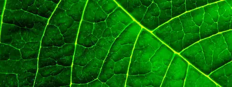 planta