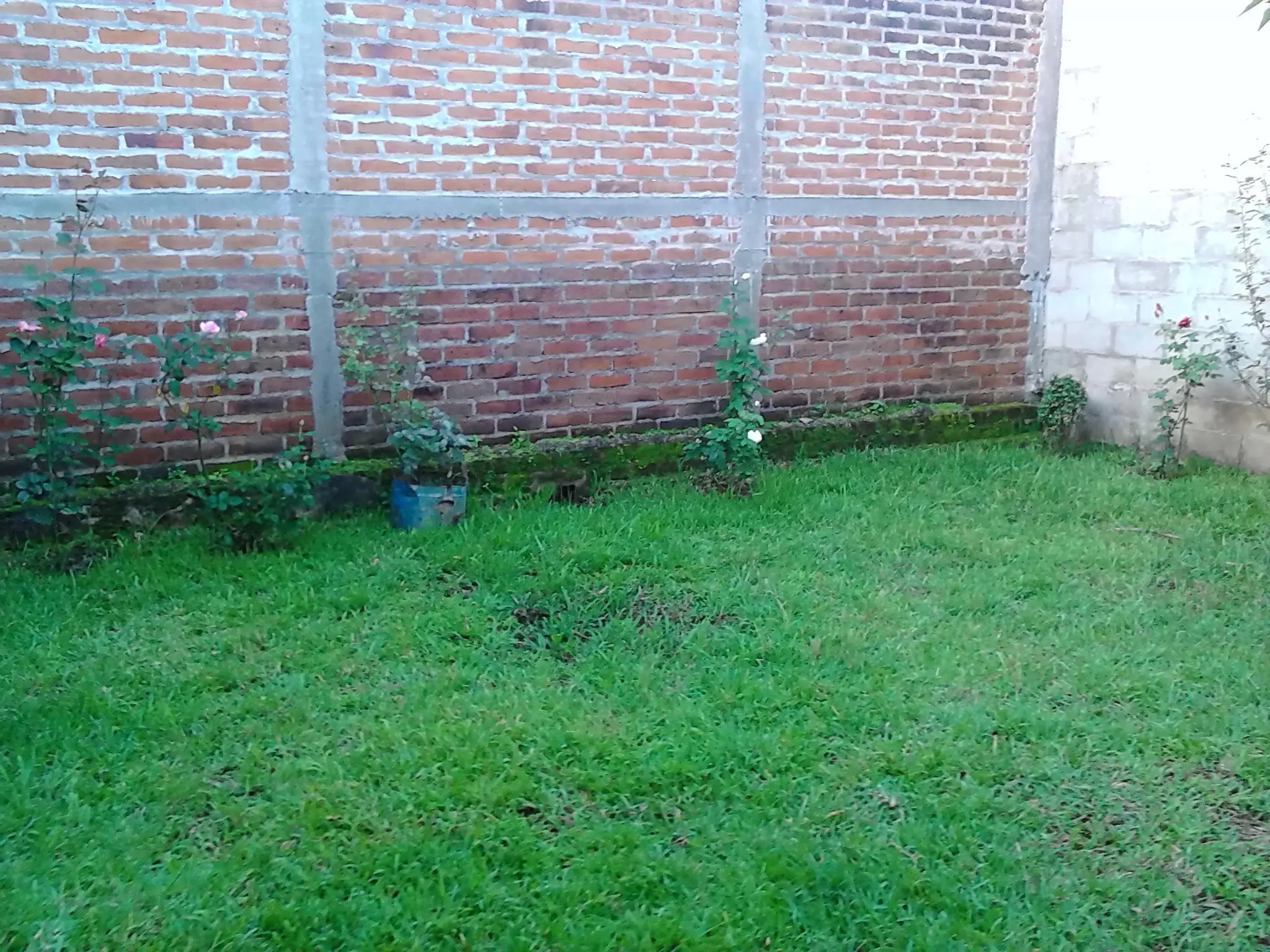 sembrar rosas