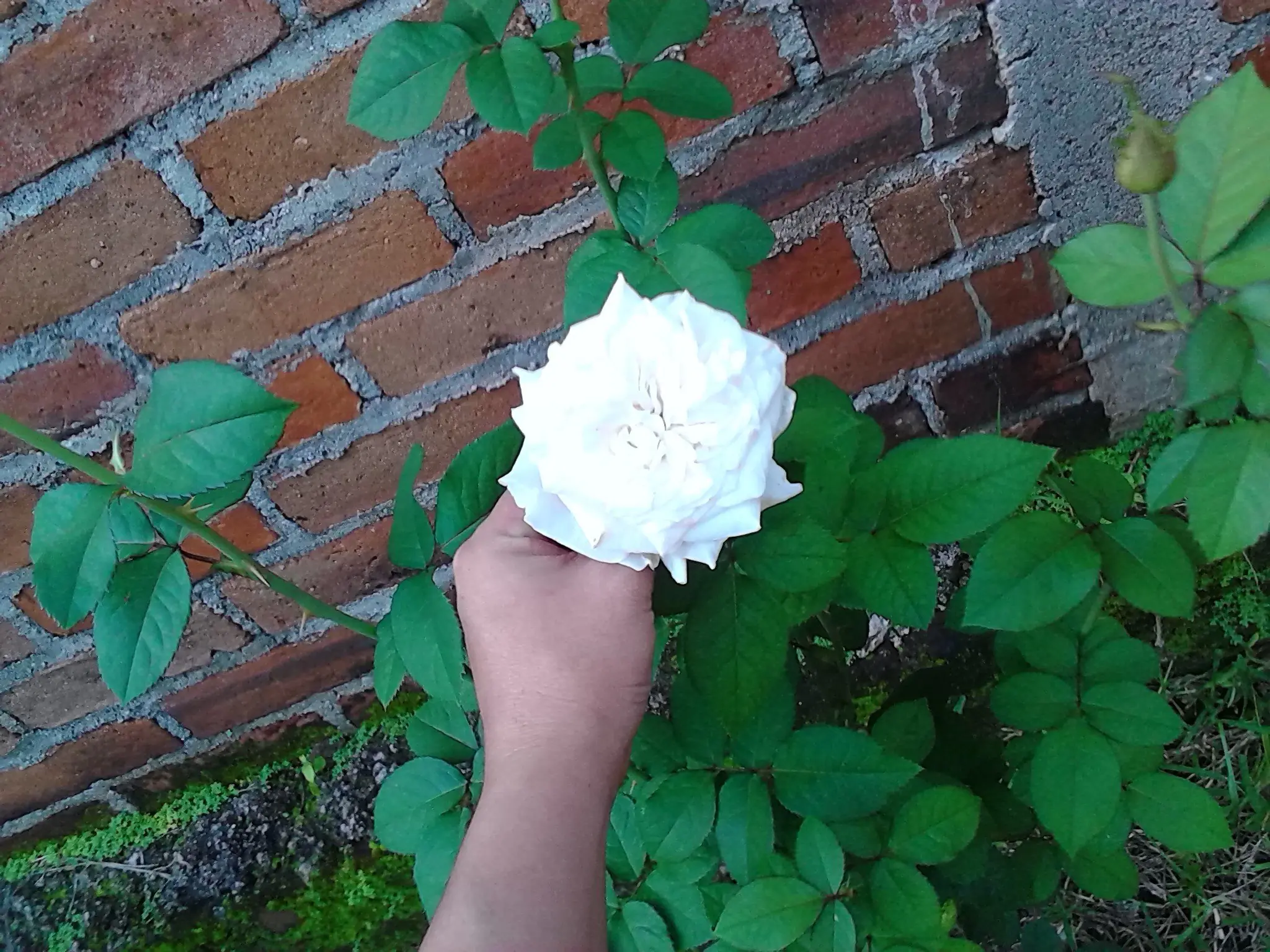 Y si hacemos top a mi jardin con rosas..
