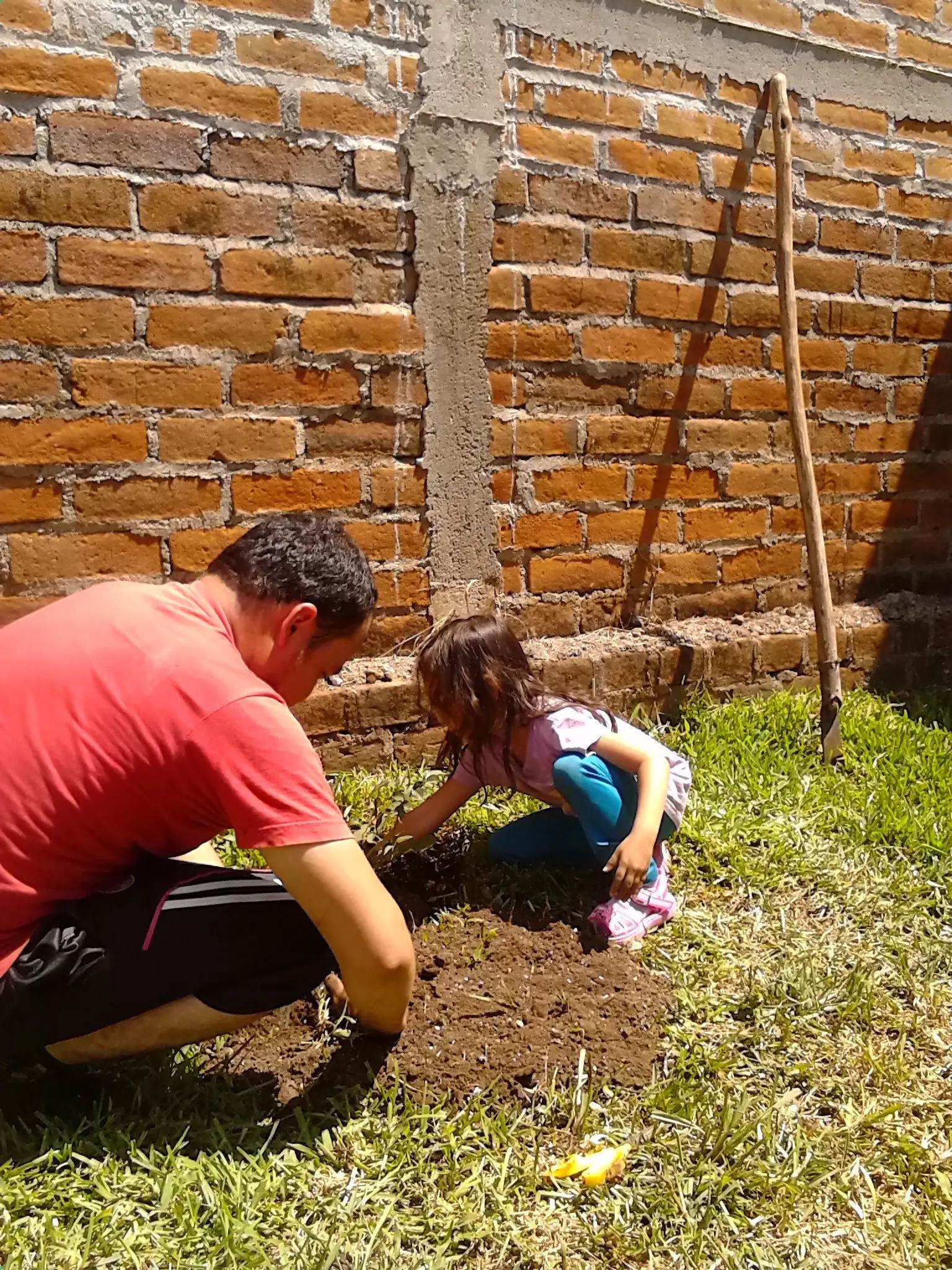 jardin con rosas