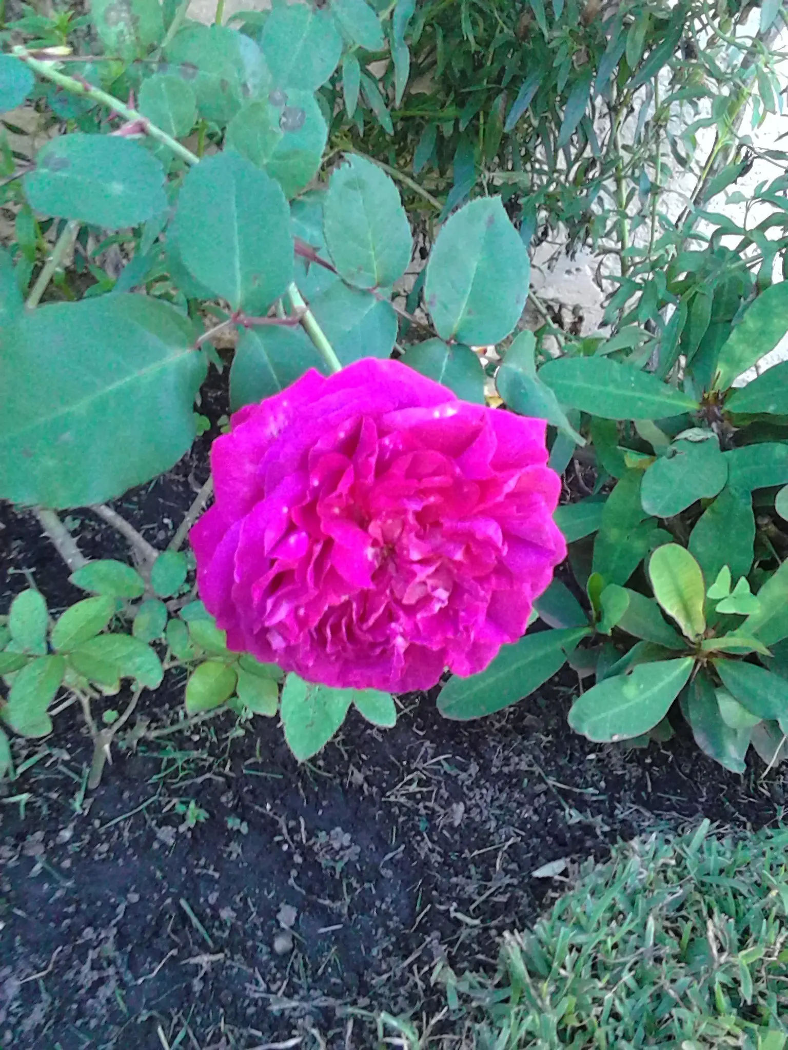 jardin con rosas