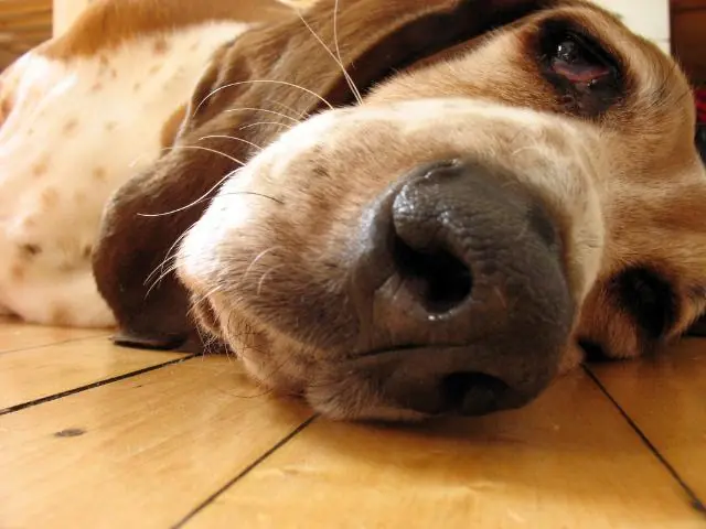 dog