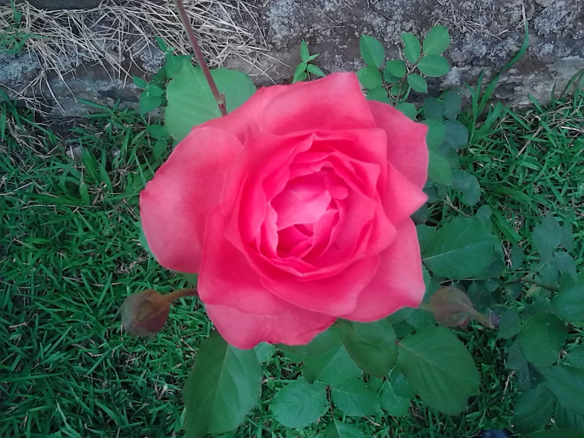 Y si hacemos top a mi jardin con