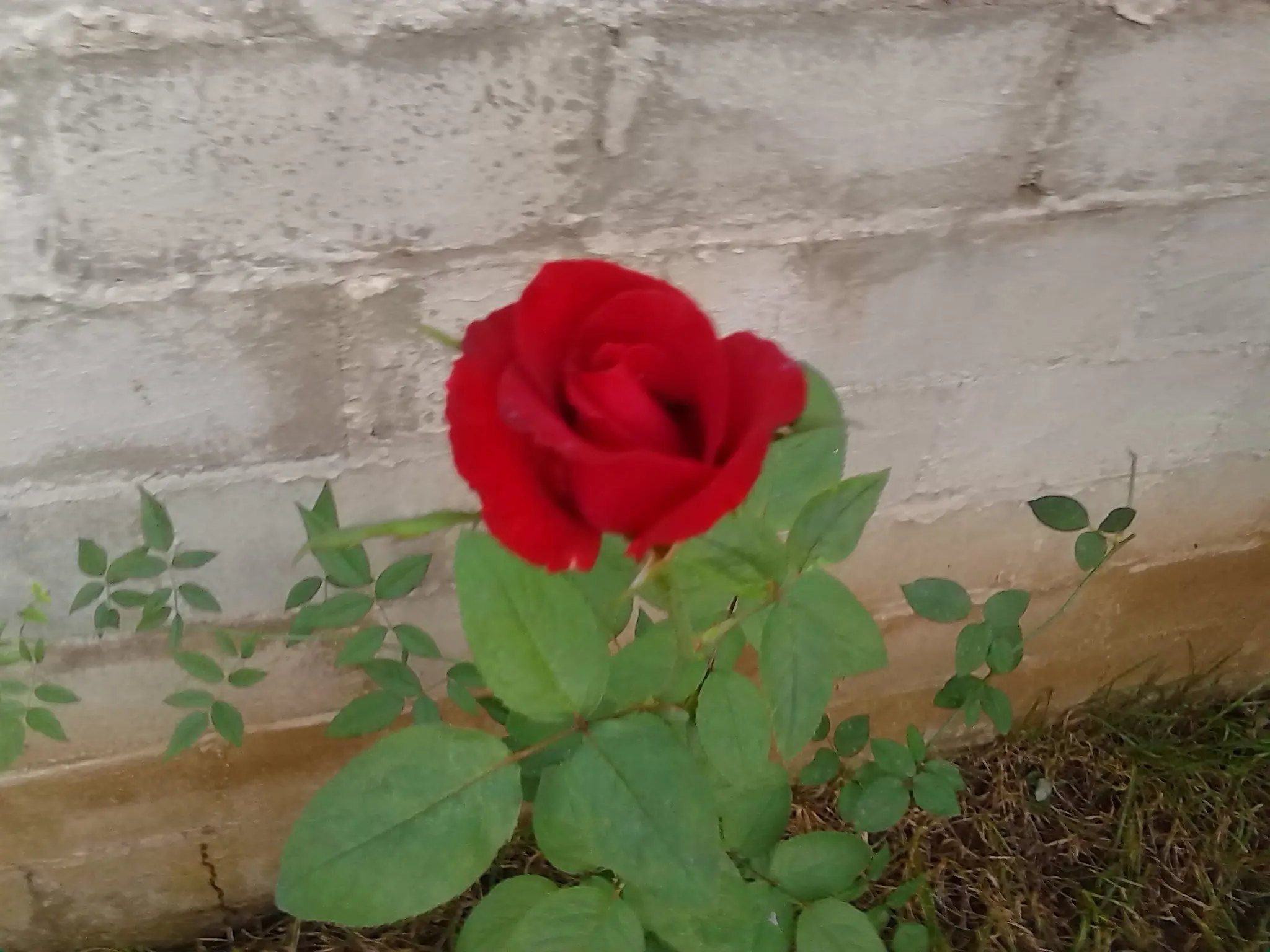 sembrar rosas