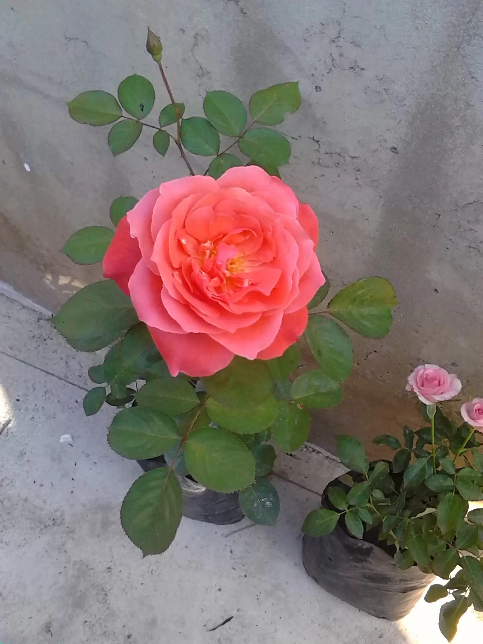 Y si hacemos top a mi jardin con Y si hacemos top a mi jardin con