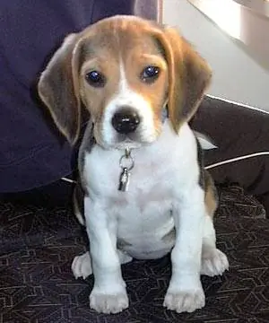 bulldog
