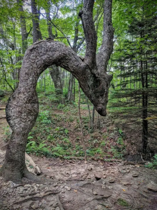 troll