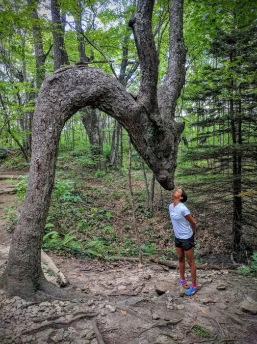 Besó al árbol dragón y jamás imaginó que la trollearían