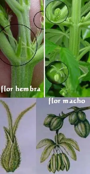 Como diferenciar la marihuana hembra o macho