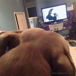 porno porno