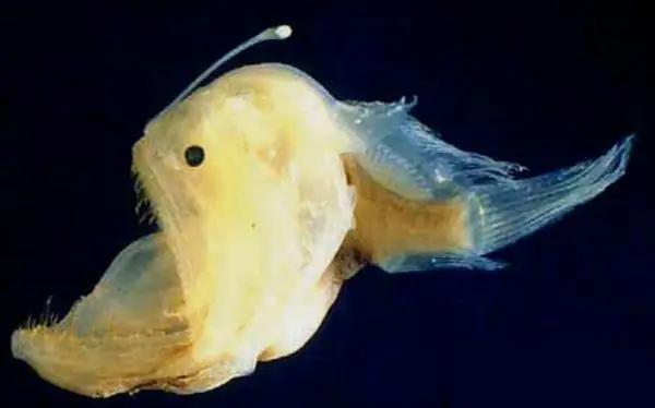 o bioluminiscentes
