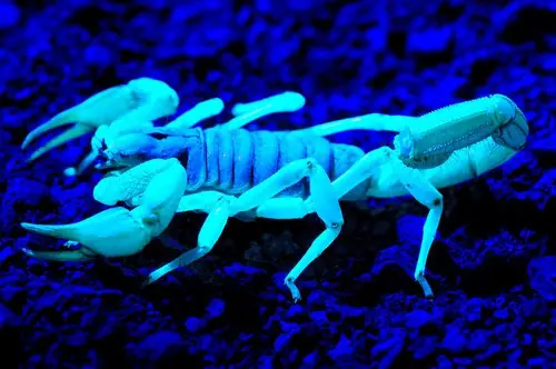Seres vivos que brillan en la oscuridad o bioluminiscentes.