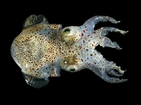 19 Animales que brillan en la oscuridad o bioluminiscentes