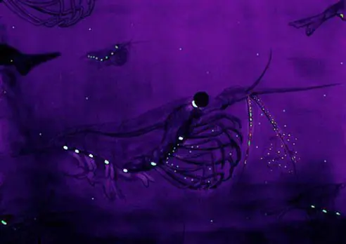 19 Animales que brillan en la oscuridad o bioluminiscentes