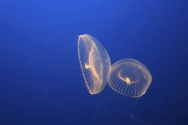 19 Animales que brillan en la oscuridad o bioluminiscentes