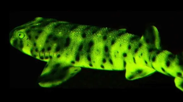 o bioluminiscentes