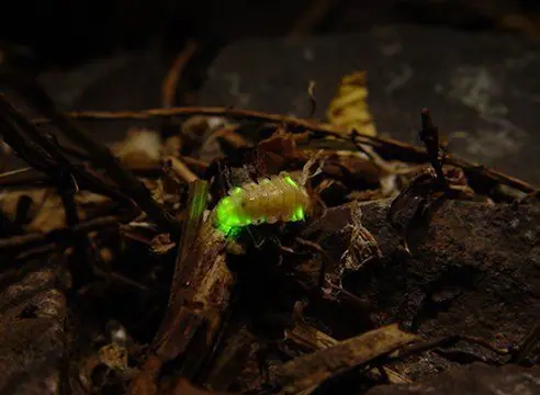 Seres vivos que brillan en la oscuridad o bioluminiscentes.
