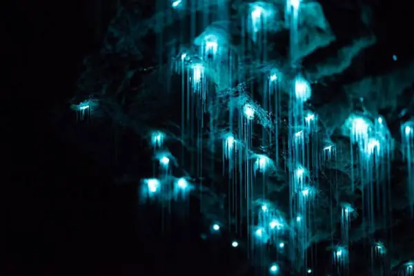 19 Animales que brillan en la oscuridad o bioluminiscentes