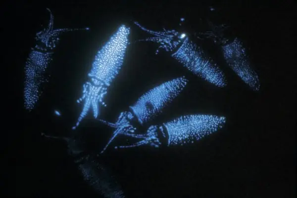 19 Animales que brillan en la oscuridad o bioluminiscentes