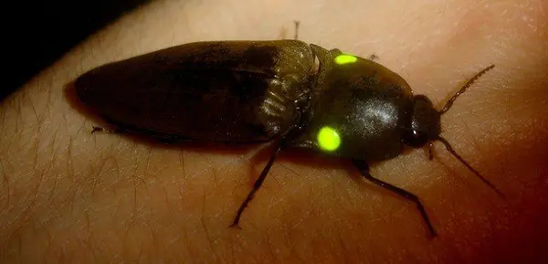 bioluminiscentes