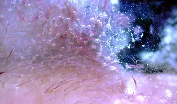 bioluminiscentes