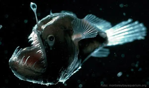 o bioluminiscentes o bioluminiscentes