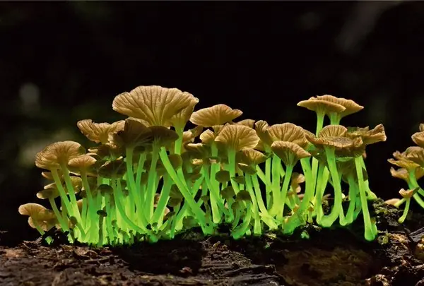 Animales que brillan en la oscuridad Animales que brillan en la oscuridad