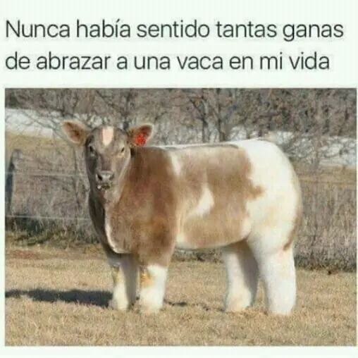memes