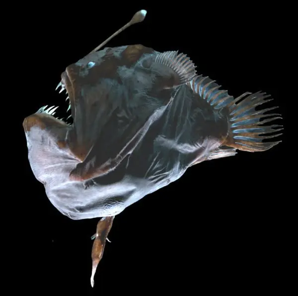 bioluminiscentes