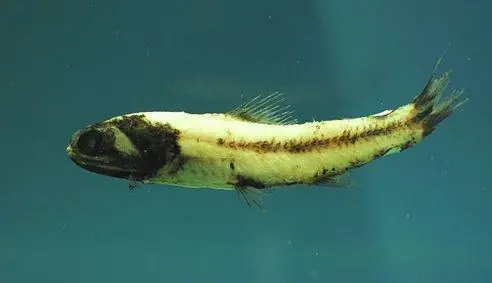 o bioluminiscentes