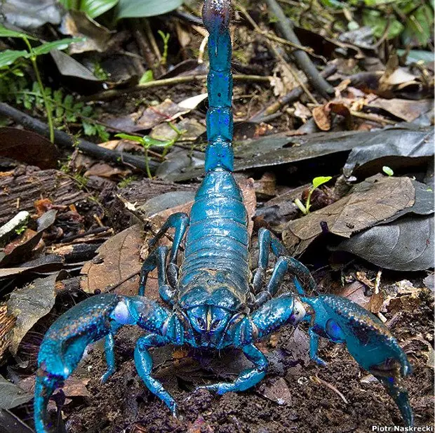Animales que brillan en la oscuridad