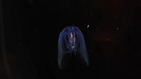 bioluminiscentes