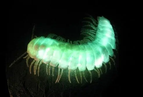 o bioluminiscentes
