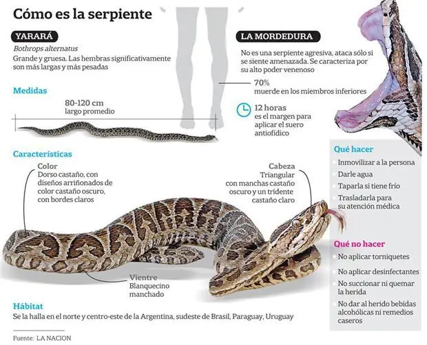 Yarará, que hacer en caso de una mordedura