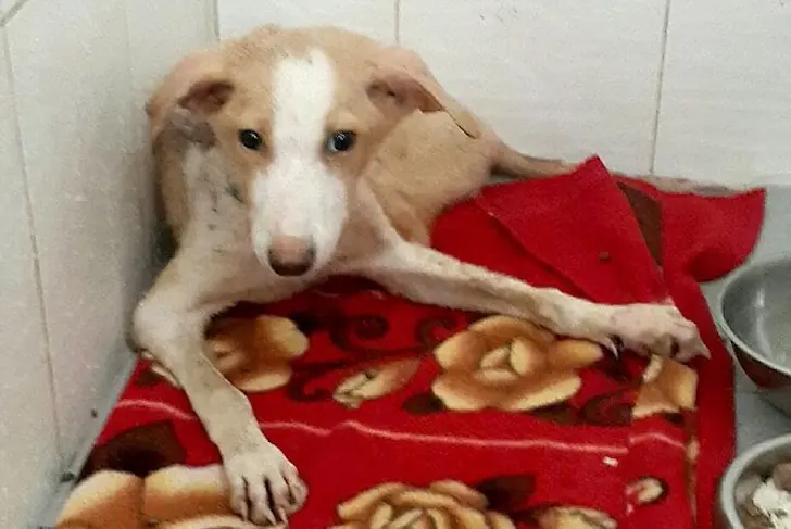 Estudiante le amputa las patas a un perro para practicar