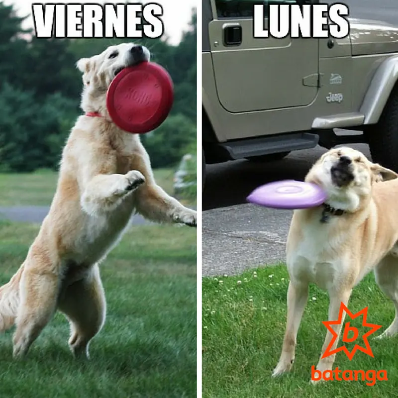 humor humor