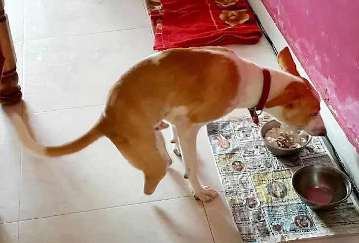 Perro
