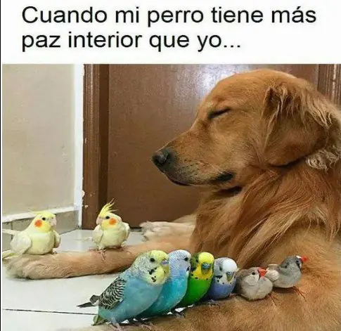 aqui habia otra imagen