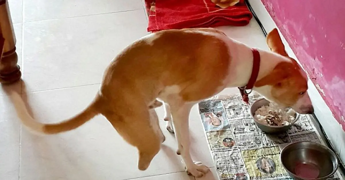 Perro