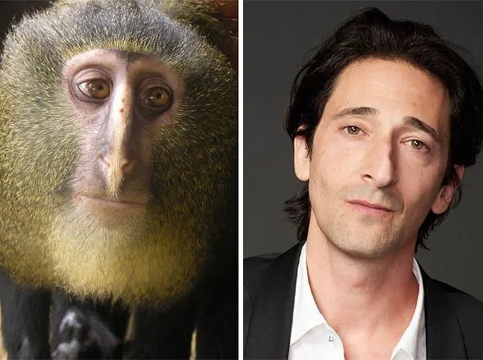 animales que son idénticos a algunas celebridades